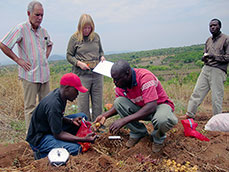 Evaluation of CIP-B3 clones under the conditions of the Angolan highlands