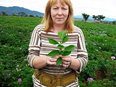 Evaluation of potato virus incidence in farmers' field, Angola