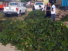 Massive distribution to sweetpotato vine growers