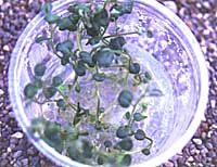 Plastic culture vessel containing potato shoots