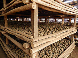 Diffused Light Store (DLS) for potato seed tubers in Ethiopia